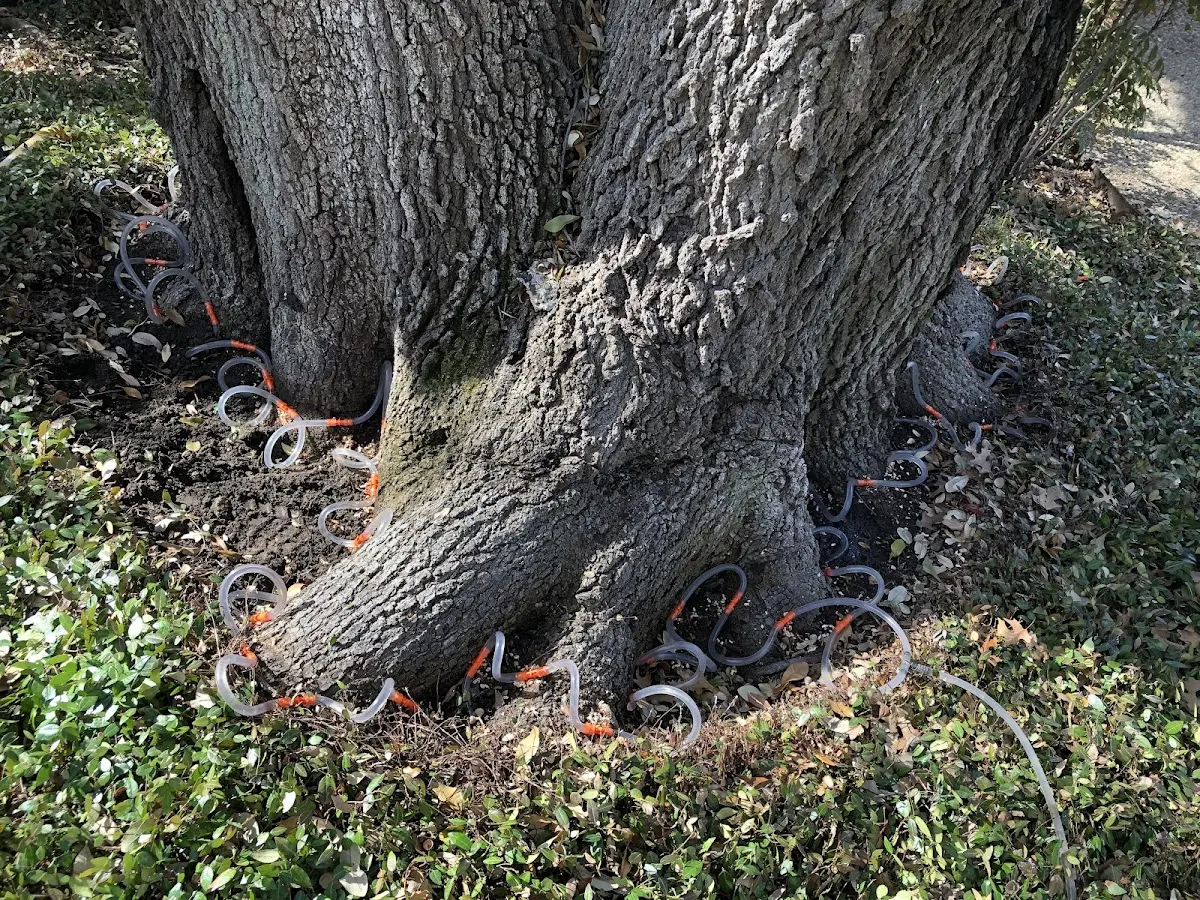 Detailed Tree Cabling and Bracing job site in Langhorne