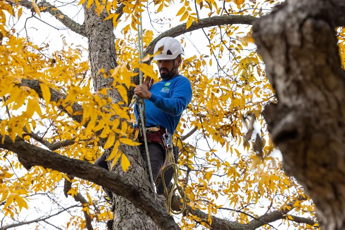 Skilled Tree Pruning crew working in Langhorne