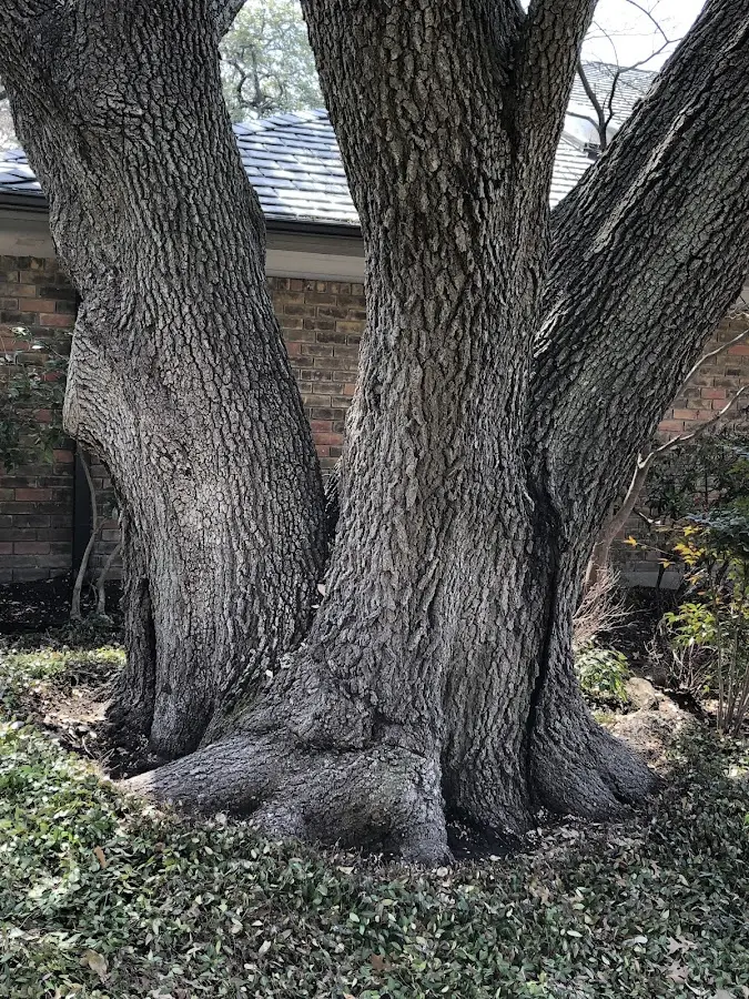 Mature heritage tree close to a Langhorne property cared for by certified arborists